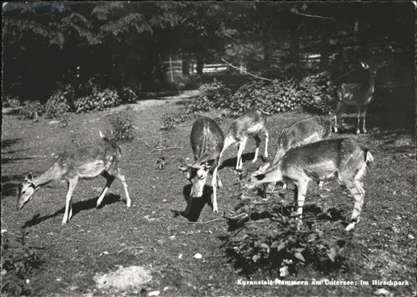Hirsch Hirschpark Mammern Kuranstalt Untersee
