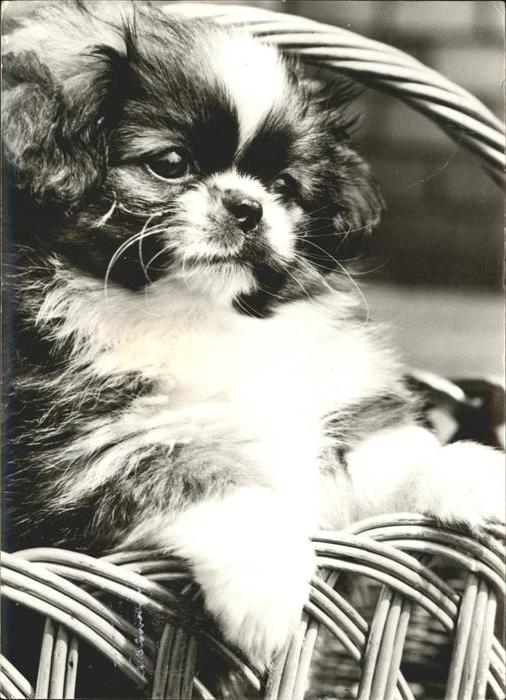 Hunde