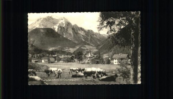 Mayrhofen Zillertal Grünberg Kühe