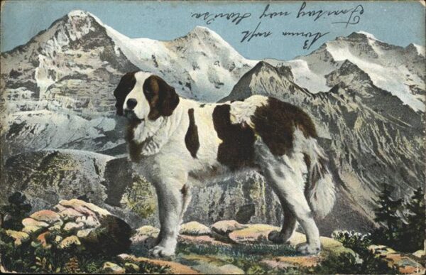Hunde Berhardiner