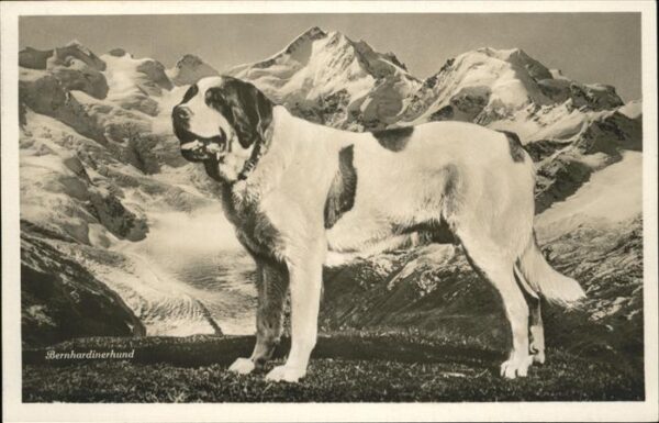 Hunde Bernhardiner Gletscher