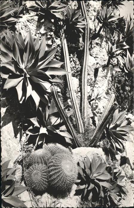 Kakteen Jardin Exotique de Monaco