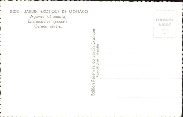 Kakteen Jardin Exotique de Monaco – Bild 2