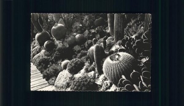 Kakteen Jardin Exotique de Monaco