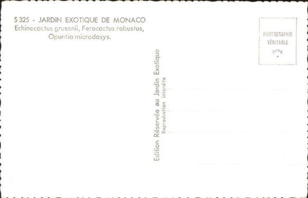 Kakteen Jardin Exotique de Monaco – Bild 2