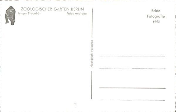 Baeren Zoo Berlin Braunbär – Bild 2