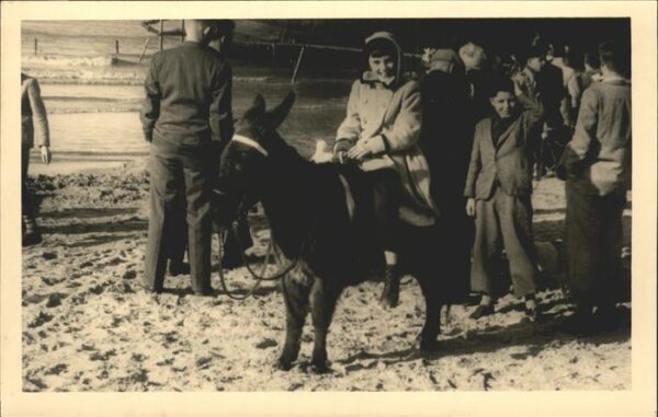Esel Tiere