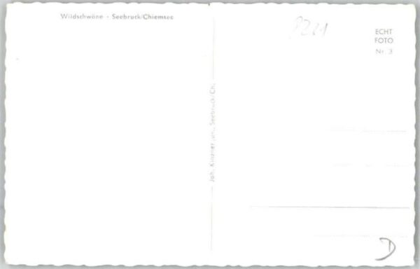 Seebruck Wildschwäne – Bild 2