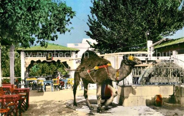 La Marsa Cafe du Saf Saf