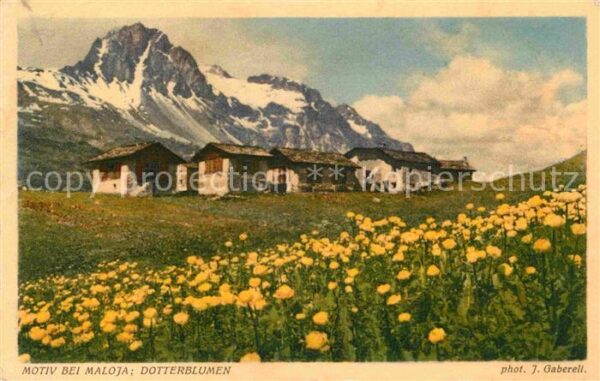 Foto Gaberell J. Nr. 10947 Maloja Dotterblumen