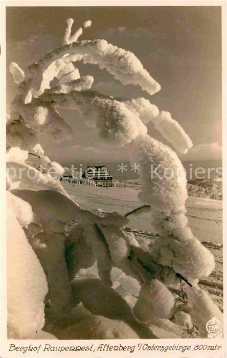 Foto Hahn Nr. 11940 Berghof Raupennest Altenberg Erzg