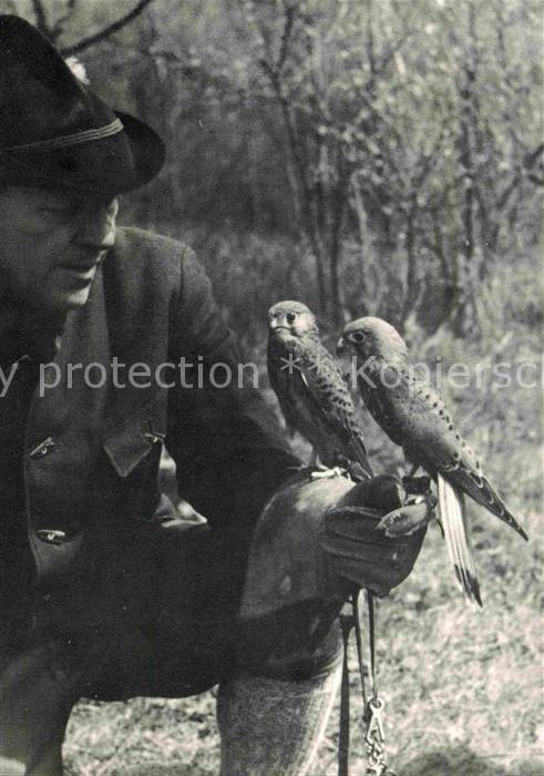Falkner Falke Falcon Faucon Halcon Turmfalkenpaar Adlerwarte Niederwald Fa