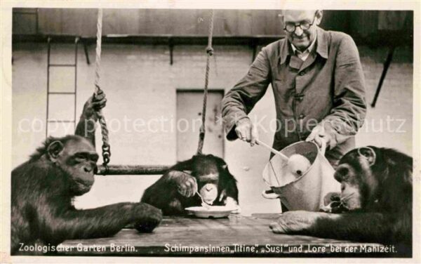 Zoo Berlin Schimpansinnen Mahlzeit Zoowärte