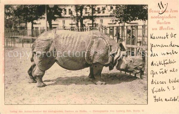 Zoo Berlin Nashorn