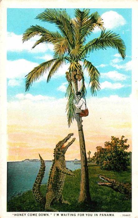 Krokodile Kokospalme Panama Humor