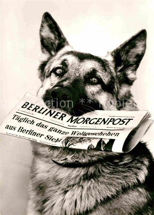 Schaeferhunde Zeitung Berliner Morgenpost