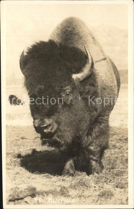 Bueffel Buffalo