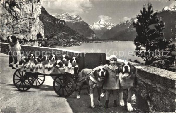 Hundekarren Bernhardiner Flüelen St. Bernhard Zwing