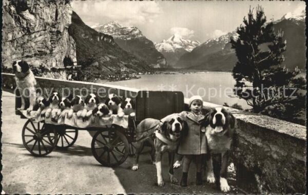 Hundekarren Bernhardiner Flüelen St. Bernhard Zwing