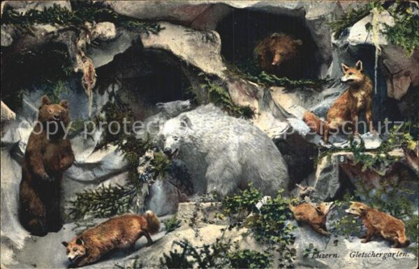 Tiere Alpentiere Museum Luzern Gletschergarte