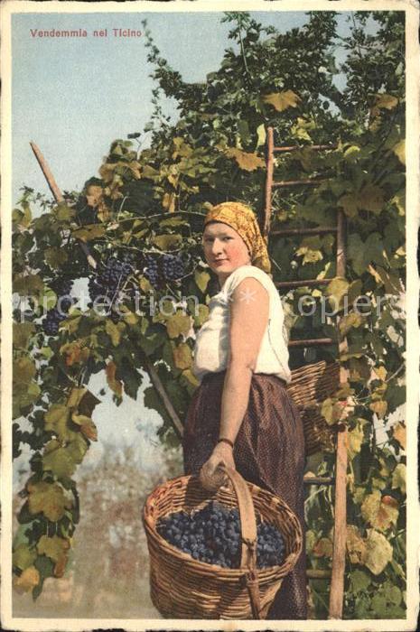 Ernte Landwirtschaft Trauben Vendemmia Ticino