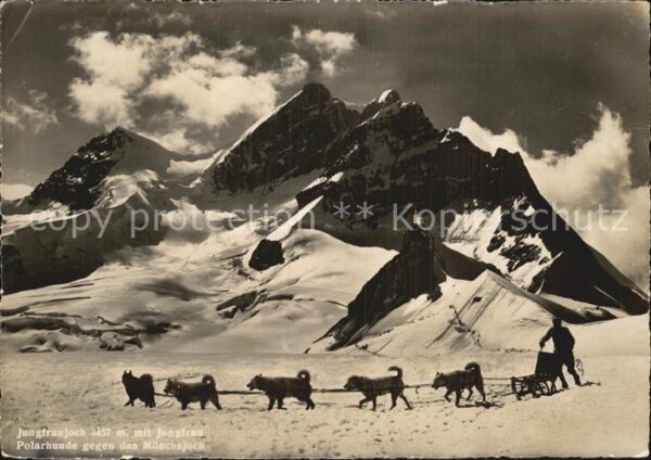 Hunde Polarhunde Mönchsjoch Jungfraujoch Jung