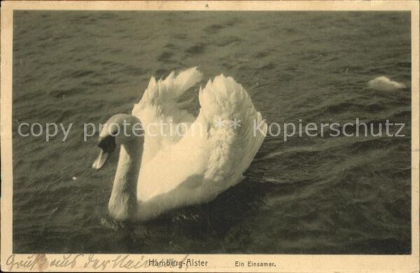 Schwan Hamburg-Alster