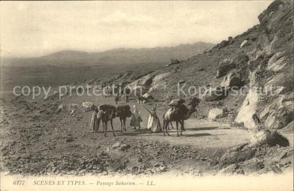 Kamel  Camel Chameau Typen Scenes et Types Paysage Saharien