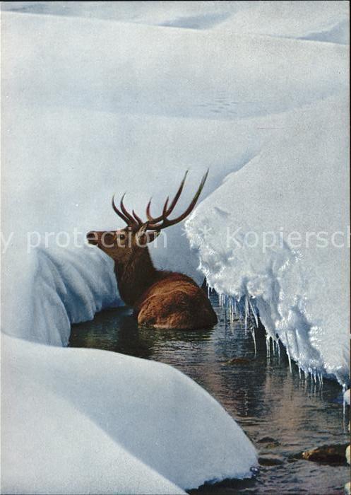 Hirsch Rothirsch Cerf Stag