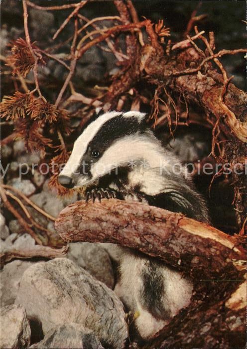 Tiere Dachs Blaireau Badger