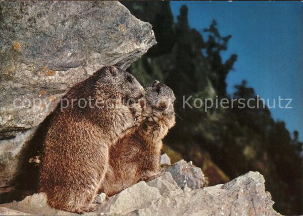 Murmeltier Marmottes Marmots