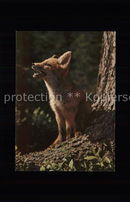 Fuchs Tiere Renard fox canis vulpes