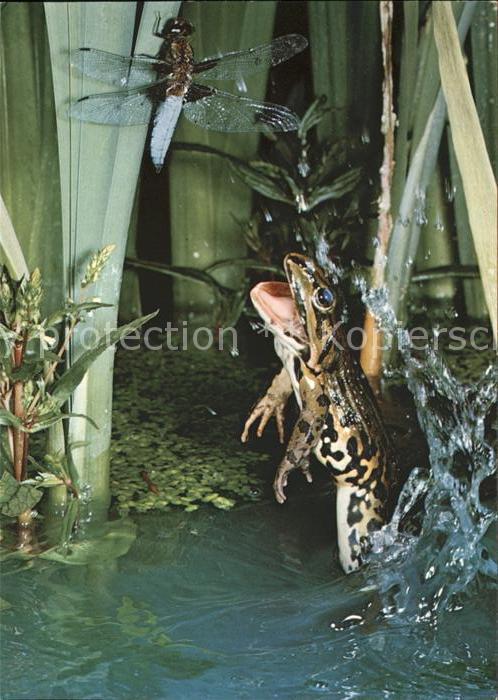 Froesche Wasserfrosch grenouille frog rana escul