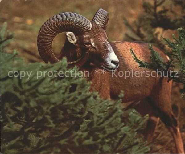 Tiere Mufflon Moufle Muffle ovis musimon