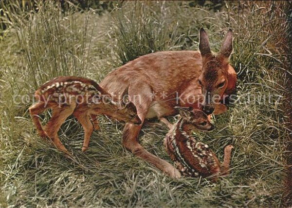 Reh Rehkitzen chevreaux fawns