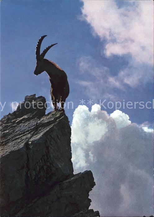 Steinbock Alpensteinbock Bouquetin Ibex