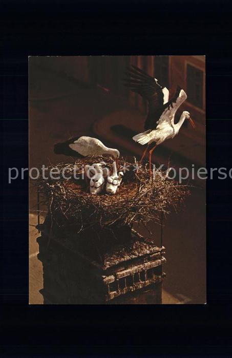 Storch Weiss-Störche cicognes white stork