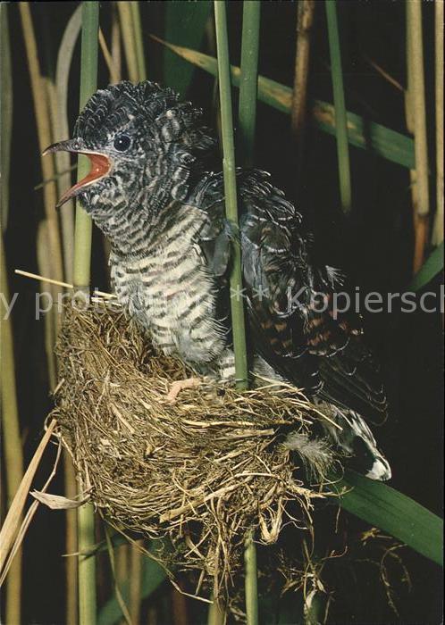 Voegel Kuckuckb Teichrohrsänger coucou cuckoo