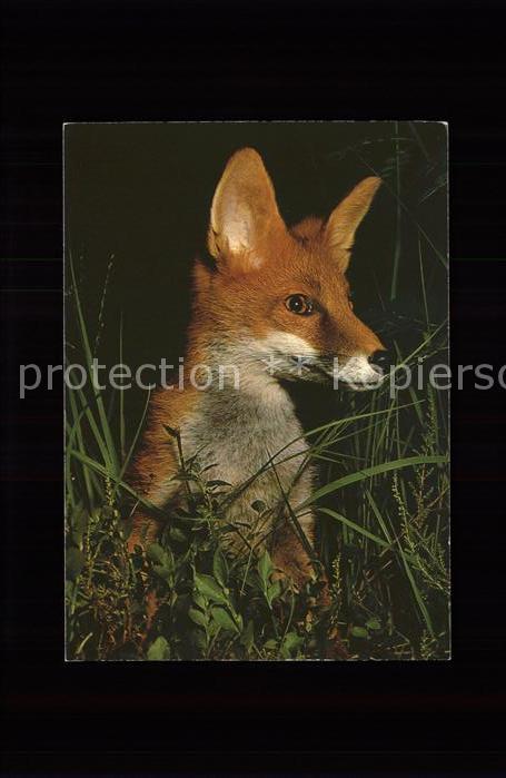 Fuchs Tiere renard fox canis vulpes