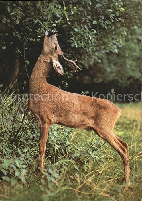 Reh Rehbock chevreuil roebuck