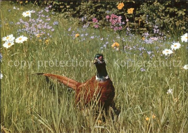 Voegel Ringfasan faisan pheasant