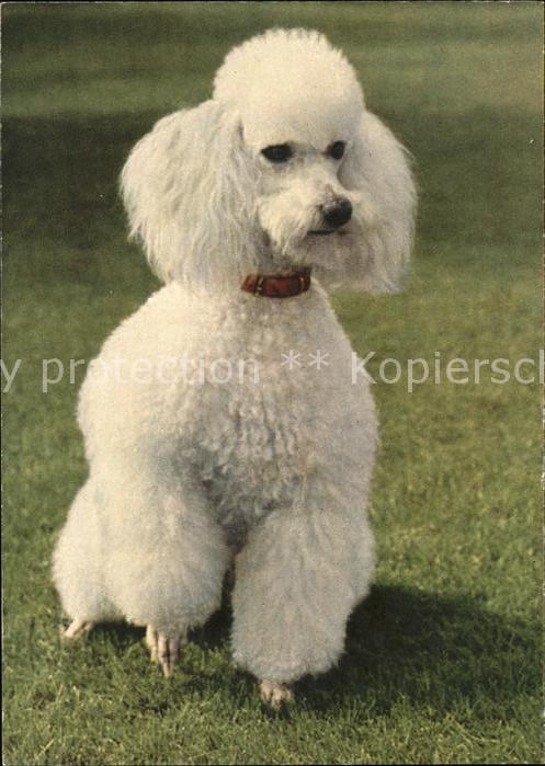 Hunde Weißer Pudel