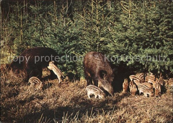 Schweine Bache mit Frischlingen sangliers wild b