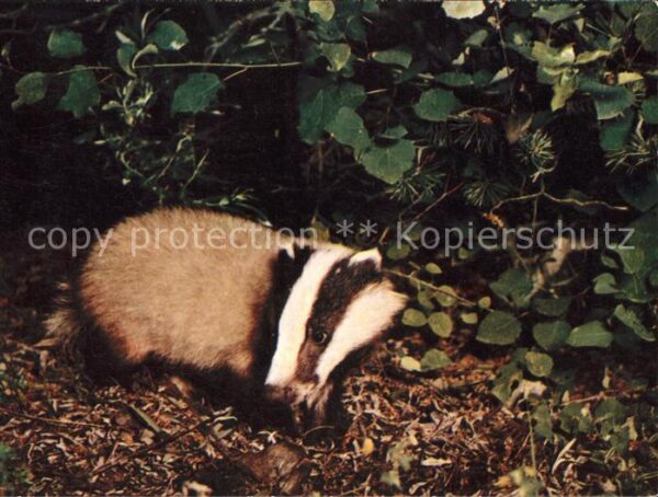 Tiere Dachs blaireau badger