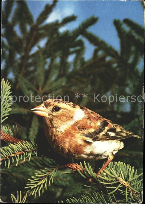 Voegel Bergfink Brambling pinson des Ardennes