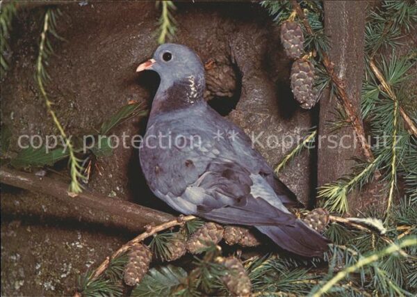 Tauben Hohltaube pigeon colombin