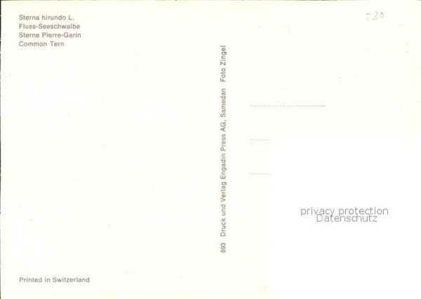 Voegel Fluss-Seeschwalbe Sterne Pierre-Garin c – Bild 2