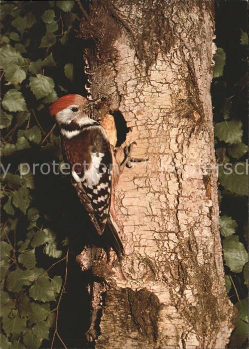 Voegel Mittelspecht pic mar woodpecker