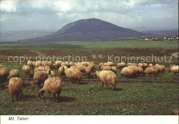 Schafe Mount Tabor