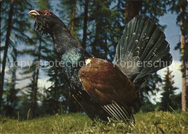 Auerhahn coq de bruyere mountain-cock